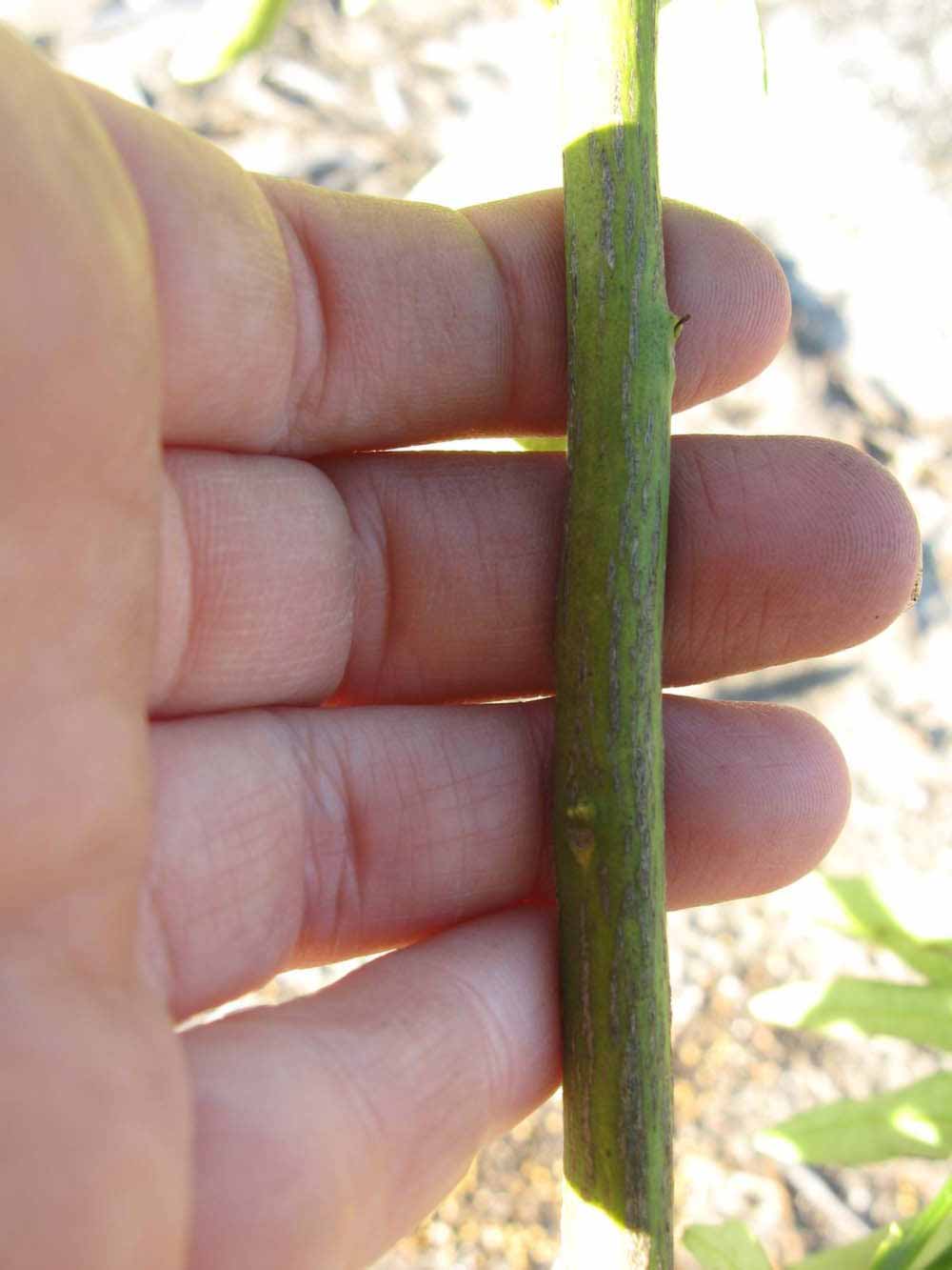              Second - third year twig (Winter Haven, FL)       